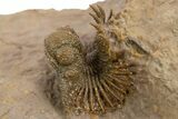 Spiny Lichid (Acanthopyge) Trilobite - Excellent Preparation! #310130-1